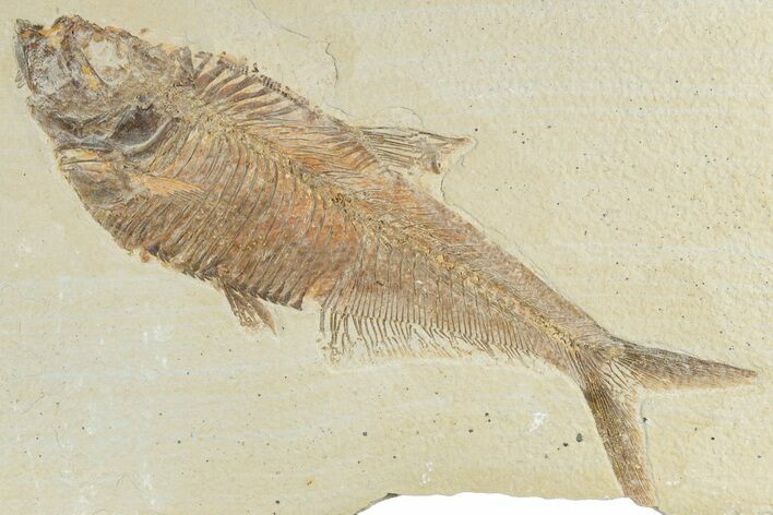 Detailed Fossil Fish (Diplomystus) - Wyoming #307166